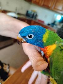 lorichetto arcobaleno allevato a mano 