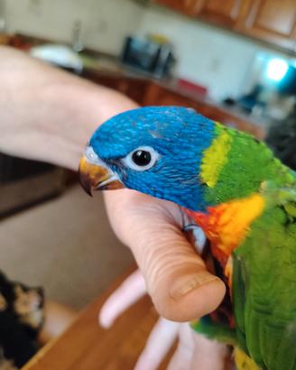 lorichetto arcobaleno allevato a mano 