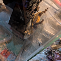 Geko ciliatus adulto