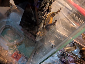 Geko ciliatus adulto