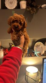 Barboncino mini toy red intenso