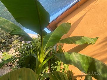 Piante di Banano