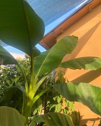 Piante di Banano