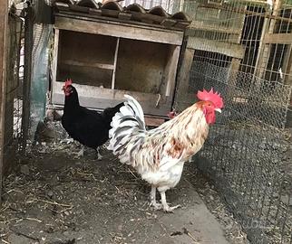 Coppia polli Marans