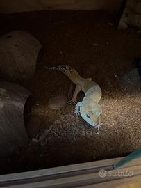 Geco leopardino maschio