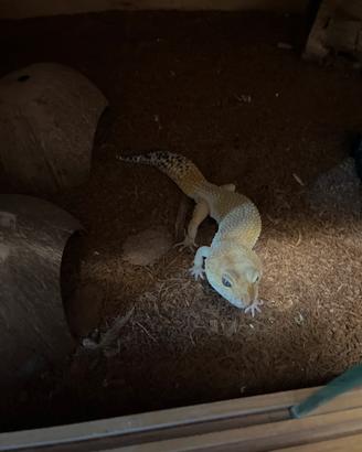 Geco leopardino maschio