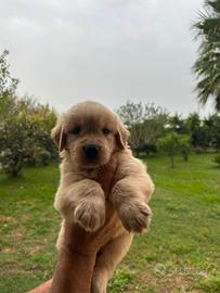 GOLDEN AMERICANI