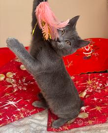 Cucciola certosino con pedigree