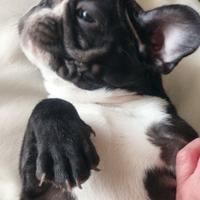 Cucciolo di bulldog francese