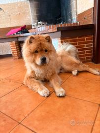 Cucciolo di Chow Chow