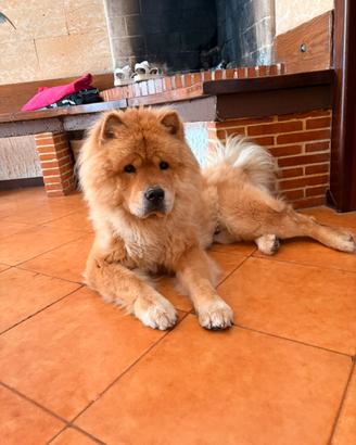 Cucciolo di Chow Chow