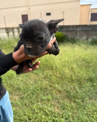 cuccioli bulldogg francese
