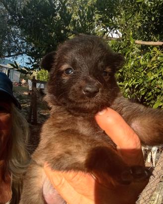 Pastore belga tervueren cucciolata pedigree ENCI?