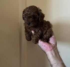 Barboncino mini toy red