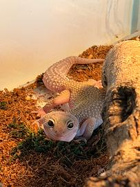 Geco Leopardino