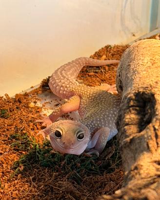 Geco Leopardino