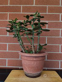 Piante Classula Ovata.
