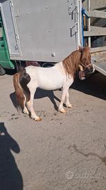 Pony maschio