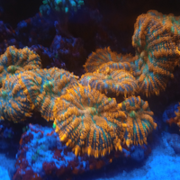 Coralli facili acquario marino