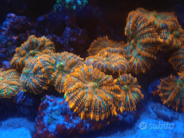 Coralli facili acquario marino