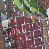 Femmine parrocchetto