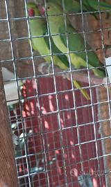 Femmine parrocchetto