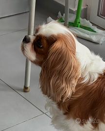 Cavalier King