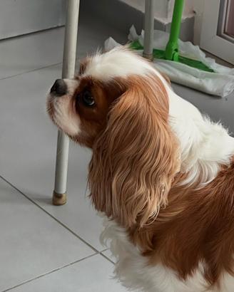 Cavalier King