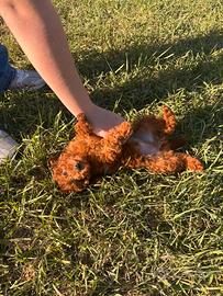 Barboncino mini toy red