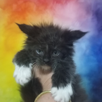 Maine Coon Kitten
