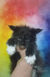 Maine Coon Kitten