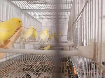 Animali canarini