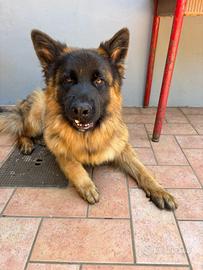 Cucciolo pastore tedesco