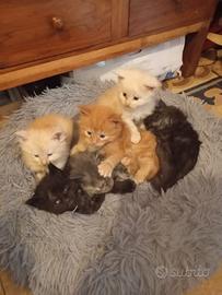 Cuccioli Maine Coon Prenotabili