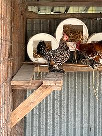 Galline ornamentali