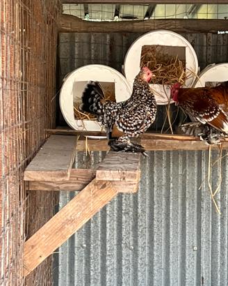 Galline ornamentali