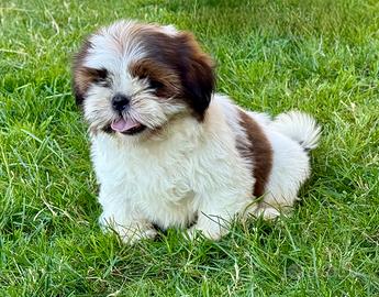 Shih Tzu cuccioli pedigree