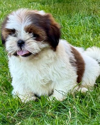 Shih Tzu cuccioli pedigree