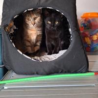 Sorelline di 4 mesi dolci e coccolone