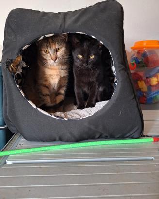 Sorelline di 4 mesi dolci e coccolone