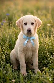 Cuccioli taglia media e medio grande in adozione