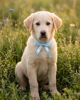 Cuccioli taglia media e medio grande in adozione