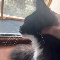 The Secret Land Picaku