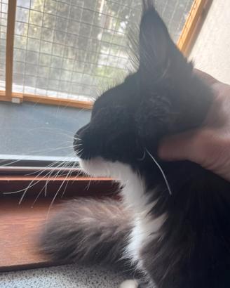 The Secret Land Picaku