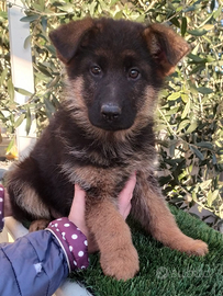 Disponibile cucciola di pastore tedesco