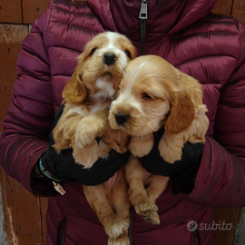 Cuccioli Fulvi di Cocker spaniel