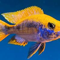 Ciclide Otopharynx Lithobates Sulphur Head