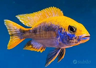 Ciclide Otopharynx Lithobates Sulphur Head