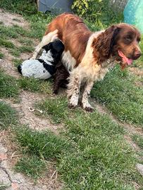 Cuccioli springer/cocker