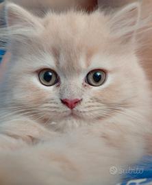 Splendido gattino persiano